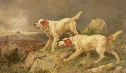 Pointer scheuchen ein Paar Moorhühner auf